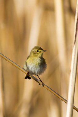 Sazlıkta sevimli sarı kuş. Sarı doğa arka planı.