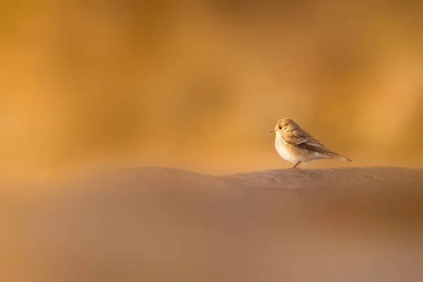 Natur Und Kleiner Vogel Bunte Natur Habtat Hintergrund — Stockfoto