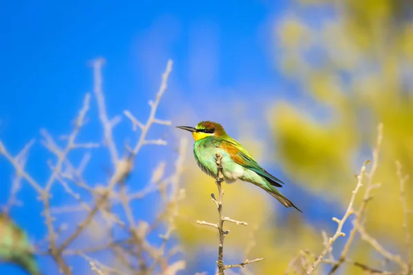 Pássaro Colorido Comedor Abelhas Europeu Merops Apiaster Fundo Natureza Verde — Fotografia de Stock