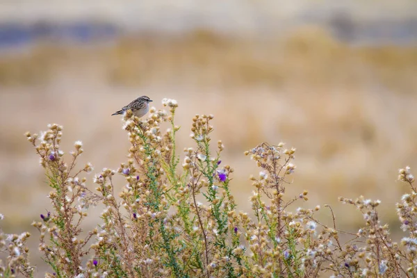 Sevimli küçük kuş Stonechat. Yeşil Doğa arka plan. Kuş: Avrupa Stonechat. Saxicola rubicola. 