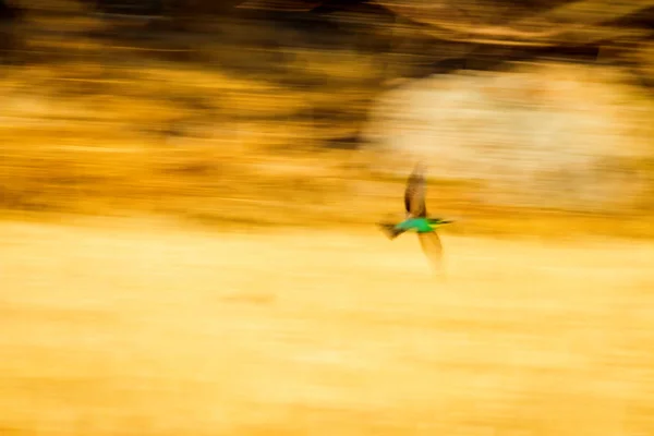 Pájaro Colorido Comedor Abejas Europeo Merops Apiaster Fondo Naturaleza Verde — Foto de Stock