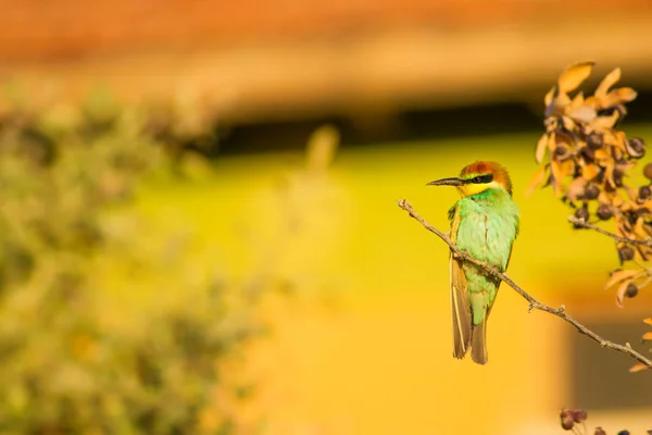 Kleurrijke Vogel Europese Bijeneter Merops Apiaster Groene Natuur Achtergrond — Stockfoto