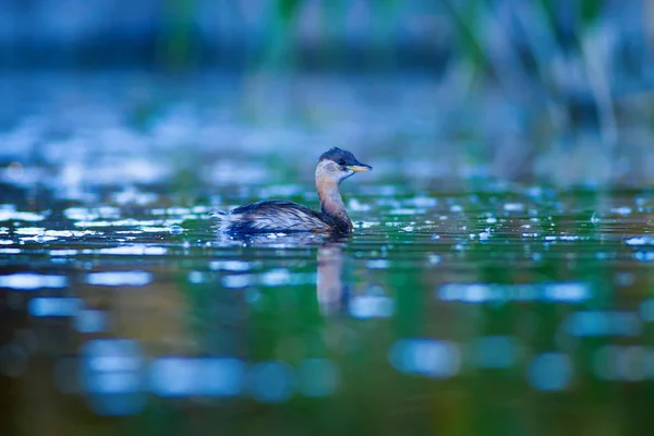 Lindo Pájaro Pájaro Nadador Fondo Naturaleza Lago Pequeño Grebe Tachybaptus — Foto de Stock