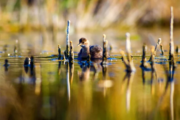 Sevimli su kuşu. Yüzen kuş. Göl doğa arka plan. Küçük Grebe. Taşibaptus ruficollis.