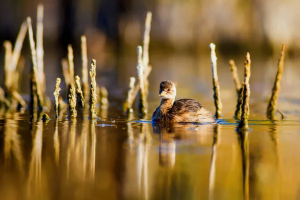 Sevimli su kuşu. Yüzen kuş. Göl doğa arka plan. Küçük Grebe. Taşibaptus ruficollis.