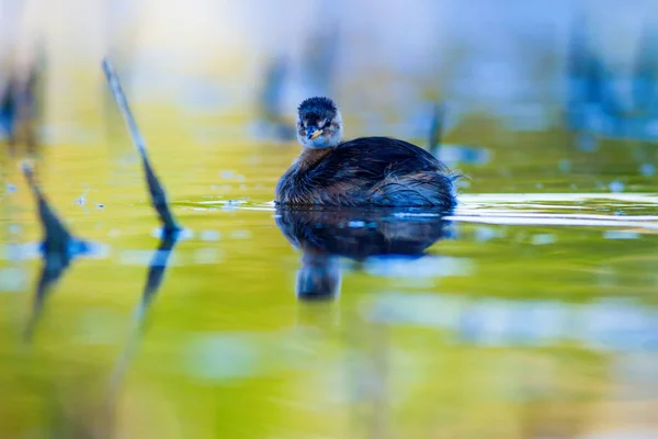 可爱的水鸟 游泳鸟湖自然背景 小格雷贝塔奇巴普图斯 鲁菲科里斯 — 图库照片