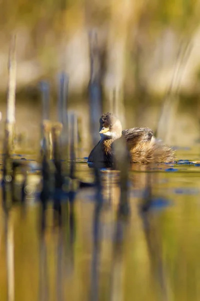 Cute water bird. Swimming bird. Lake nature background. Little Grebe. Tachybaptus ruficollis.