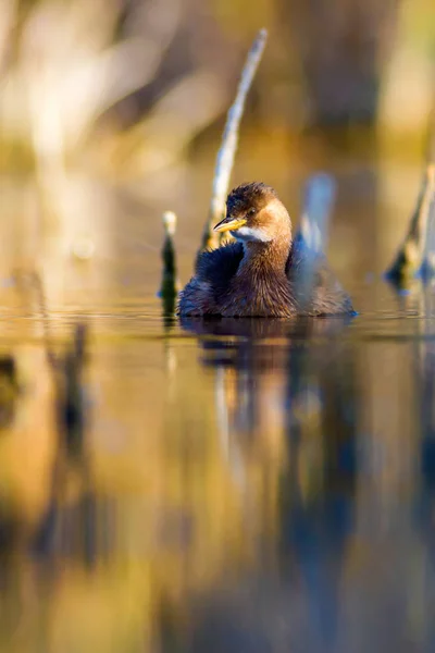 Lindo Pájaro Pájaro Nadador Fondo Naturaleza Lago Pequeño Grebe Tachybaptus — Foto de Stock