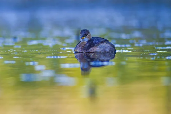 Sød Vandfugl Svømmende Fugl Naturens Baggrund Lille Lappedykker Art Ruficollis - Stock-foto