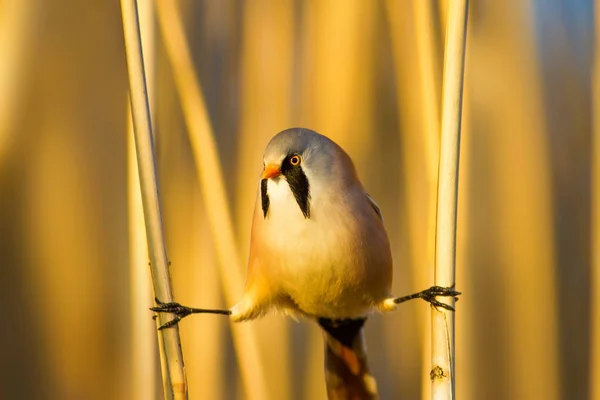 Lindo Pájaro Barbudo Reedling Fondo Amarillo Naturaleza — Foto de Stock