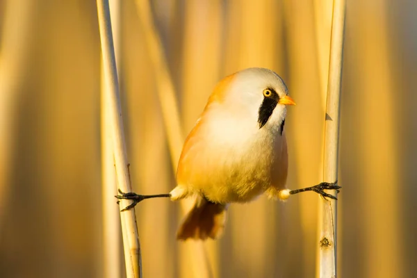 Симпатичная Птичка Бородатый Ридлинг Желтая Природа — стоковое фото