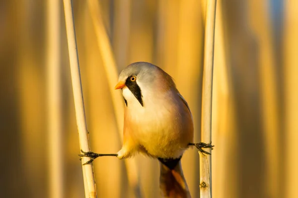 Ładny Ptak Brodaty Reedling Żółte Tło Natury — Zdjęcie stockowe