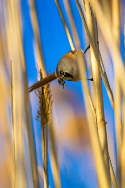 Lindo Pájaro Barbudo Reedling Fondo Amarillo Naturaleza — Foto de Stock