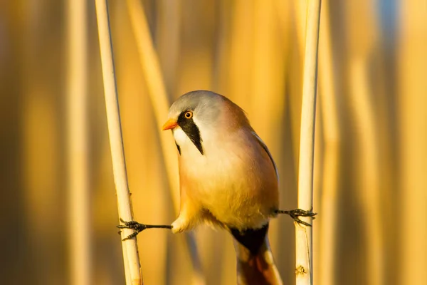 かわいい鳥ひげを生やしたリードリング 黄色の自然の背景 — ストック写真