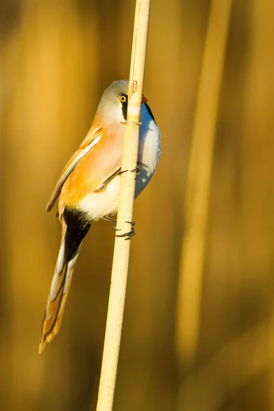 可爱的鸟 胡子里德林 黄色自然背景 — 图库照片