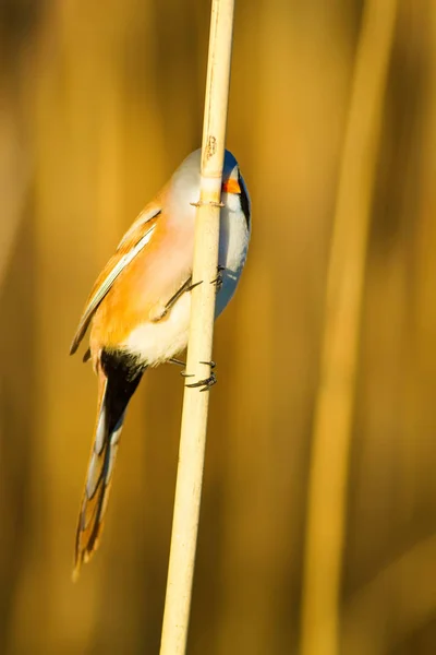 かわいい鳥ひげを生やしたリードリング 黄色の自然の背景 — ストック写真