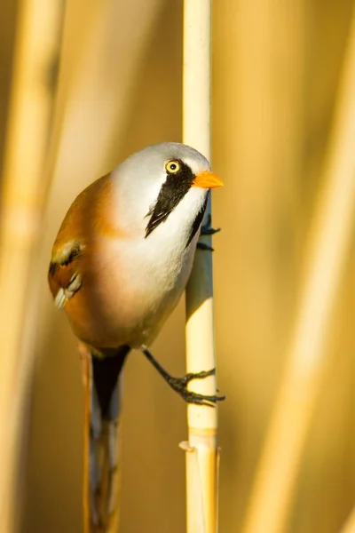 Симпатичная Птичка Бородатый Ридлинг Желтая Природа — стоковое фото