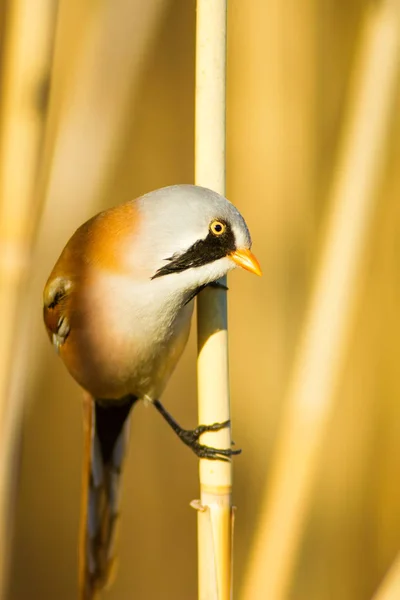 Aranyos Madár Szakállas Reedling Sárga Jellegű Háttér — Stock Fotó