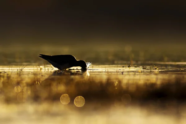 Sonnenuntergang Natur Und Vogel Sonnenuntergang Natur Hintergrund Gewöhnlicher Wasservogel — Stockfoto