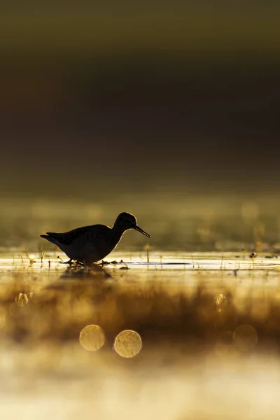 Zonsondergang Natuur Vogel Zonsondergang Natuur Achtergrond Algemene Water Bird — Stockfoto