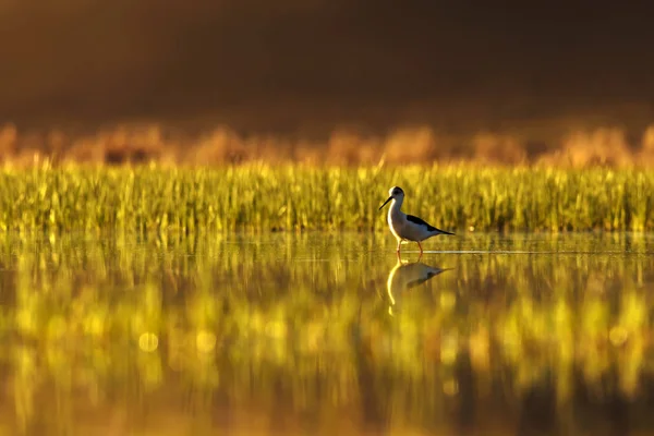 Sonnenuntergang Natur Und Vogel Sonnenuntergang Natur Hintergrund Gewöhnlicher Wasservogel — Stockfoto