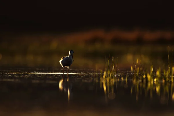 Solnedgång Natur Och Fågel Solnedgång Natur Bakgrund Vanlig Vatten Fågel — Stockfoto