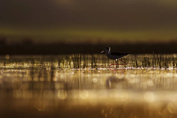 Tramonto Natura Uccello Tramonto Sfondo Natura Uccello Comune — Foto Stock