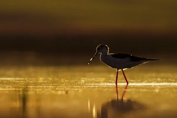 Solnedgång Natur Och Fågel Solnedgång Natur Bakgrund Vanlig Vatten Fågel — Stockfoto