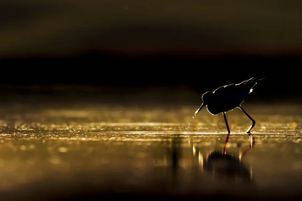 Sonnenuntergang Natur Und Vogel Sonnenuntergang Natur Hintergrund Gewöhnlicher Wasservogel Schwarze — Stockfoto