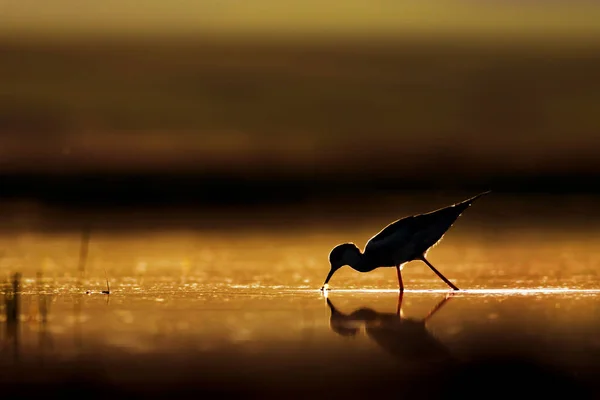 Sunset nature and bird. Sunset nature background. Common water bird: Black winged Stilt. Himantopus himantopus.