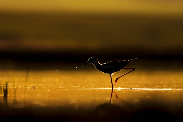 Sonnenuntergang Natur Und Vogel Sonnenuntergang Natur Hintergrund Gewöhnlicher Wasservogel Schwarze — Stockfoto