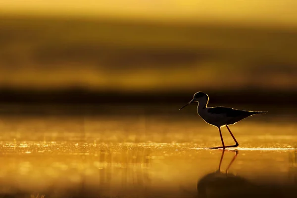 Tramonto Natura Uccello Tramonto Sfondo Natura Uccello Acqua Comune Alato — Foto Stock