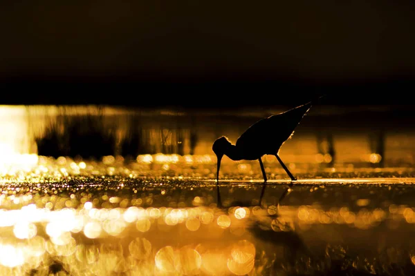 Закат Природы Птицы Закат Фон Природы Обычная Водяная Птица Черный — стоковое фото