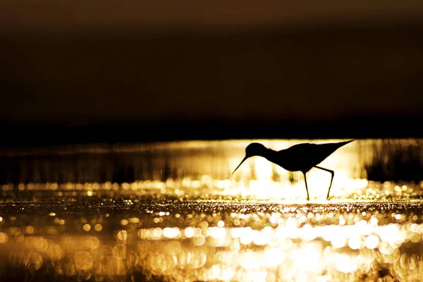 Günbatımı doğa ve kuş. Günbatımı doğa arka plan. Ortak su kuşu: siyah kanatlı stilt. Himantopus himantopus.