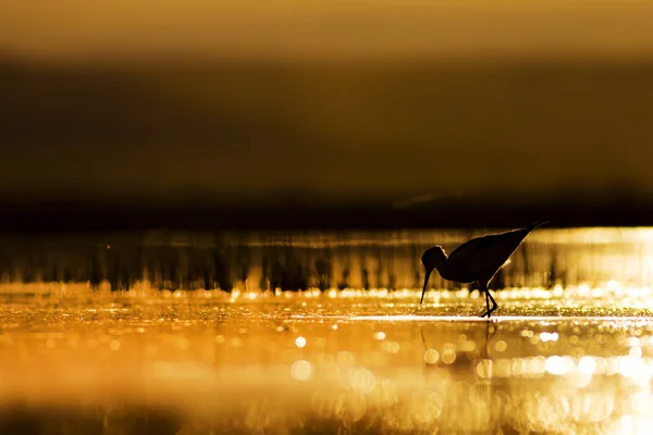 Природа Птах Заходу Захід Природи Фону Невизначений Птах Води Чорний — стокове фото