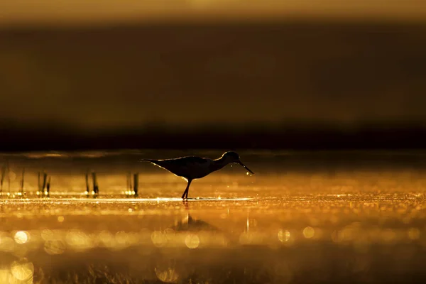 Sunset nature and bird. Sunset nature background. Common water bird: Black winged Stilt. Himantopus himantopus.