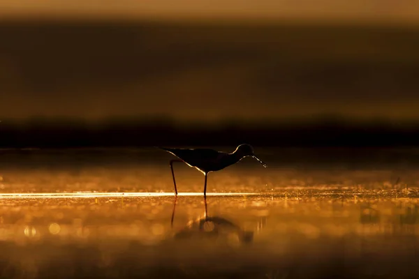 Sonnenuntergang Natur Und Vogel Sonnenuntergang Natur Hintergrund Gewöhnlicher Wasservogel Schwarze — Stockfoto