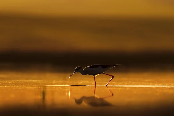 Sunset nature and bird. Sunset nature background. Common water bird: Black winged Stilt. Himantopus himantopus.