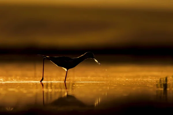 Sonnenuntergang Natur Und Vogel Sonnenuntergang Natur Hintergrund Gewöhnlicher Wasservogel Schwarze — Stockfoto