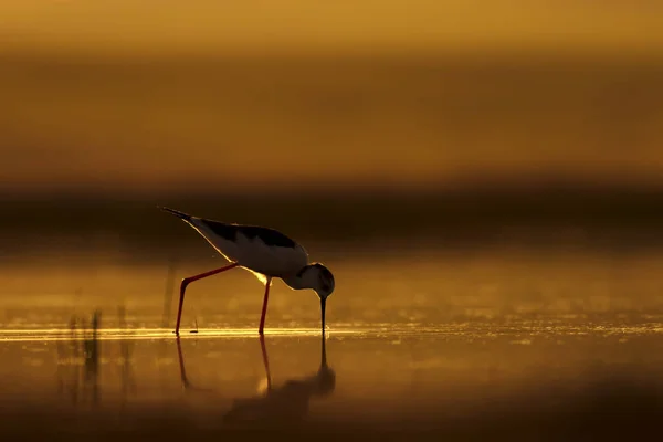 Sonnenuntergang Natur Und Vogel Sonnenuntergang Natur Hintergrund Gewöhnlicher Wasservogel Schwarze — Stockfoto