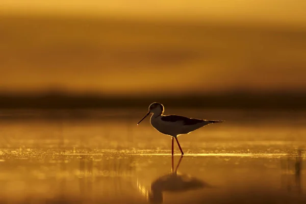 Günbatımı Doğa Kuş Günbatımı Doğa Arka Plan Ortak Kuşu Siyah — Stok fotoğraf