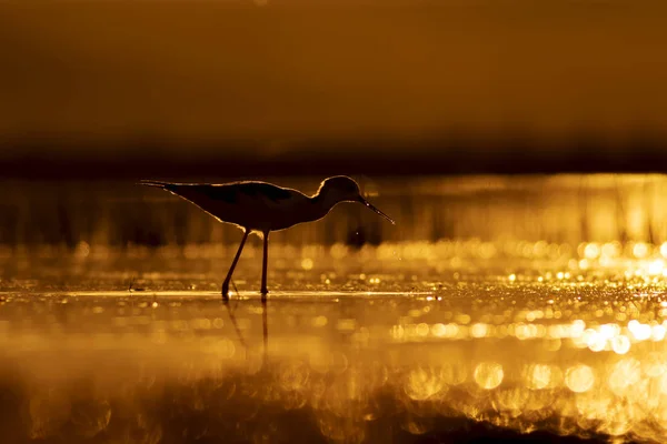 Tramonto Natura Uccello Tramonto Sfondo Natura Uccello Acqua Comune Alato — Foto Stock