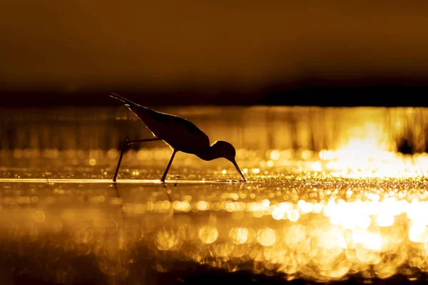 Sonnenuntergang Natur Und Vogel Sonnenuntergang Natur Hintergrund Gewöhnlicher Wasservogel Schwarze — Stockfoto