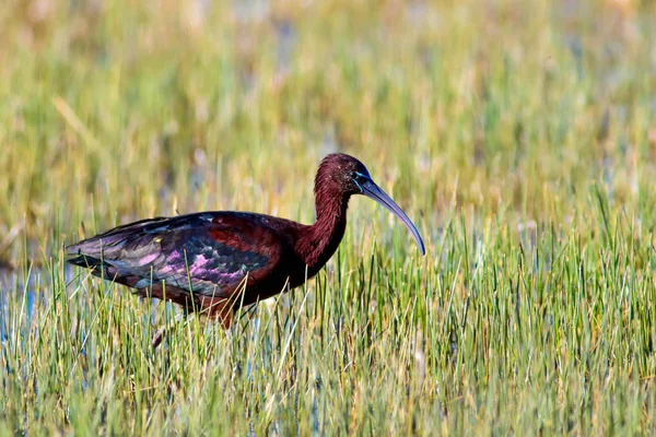 Kuş Parlak Aynak. Yeşil doğa arka planı. Parlak Aynak. Plegadis falcinellus.
