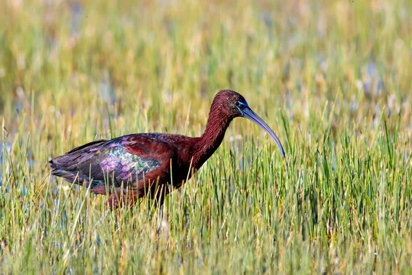 Ibis Pájaro Brillante Fondo Naturaleza Verde Ibis Brillante Plegadis Falcinellus — Foto de Stock