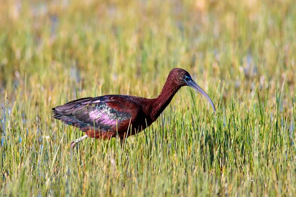 Ibis Pájaro Brillante Fondo Naturaleza Verde Ibis Brillante Plegadis Falcinellus — Foto de Stock