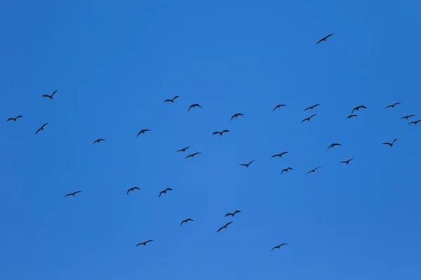 Fliegende Vögel Blauer Himmel Hintergrund — Stockfoto