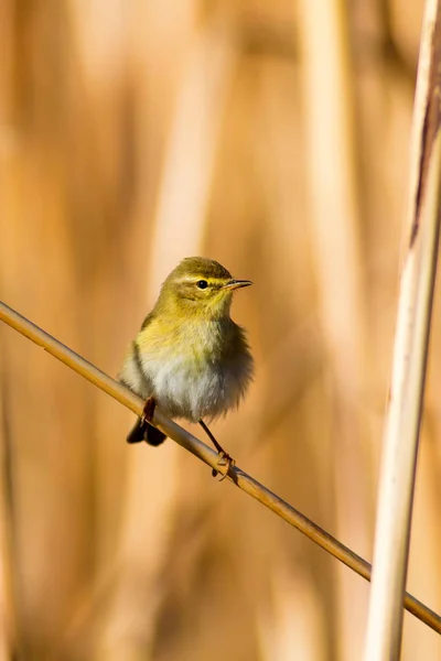Lindo Pájaro Amarillo Caña Fondo Naturaleza Amarilla — Foto de Stock