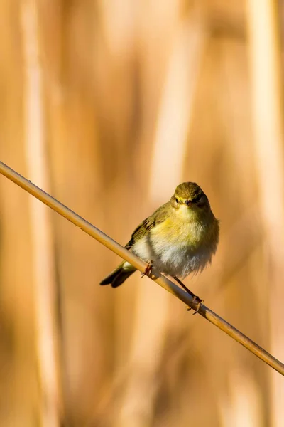 リードのかわいい黄色い鳥 黄色の自然の背景 — ストック写真