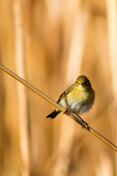 Söt Gul Fågel Vass Gul Natur Bakgrund — Stockfoto